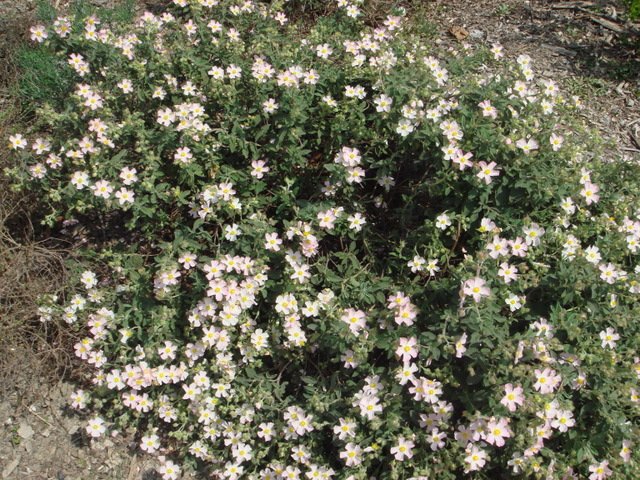 Cistus parviflorus
